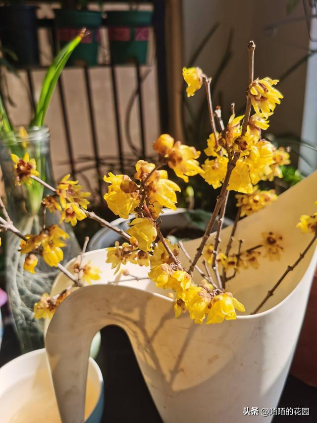 盘点那些立春就迫不及待开花的植物(图2)